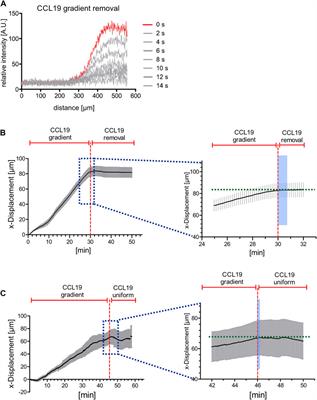 A Stable Chemokine Gradient Controls Directional Persistence of Migrating Dendritic Cells